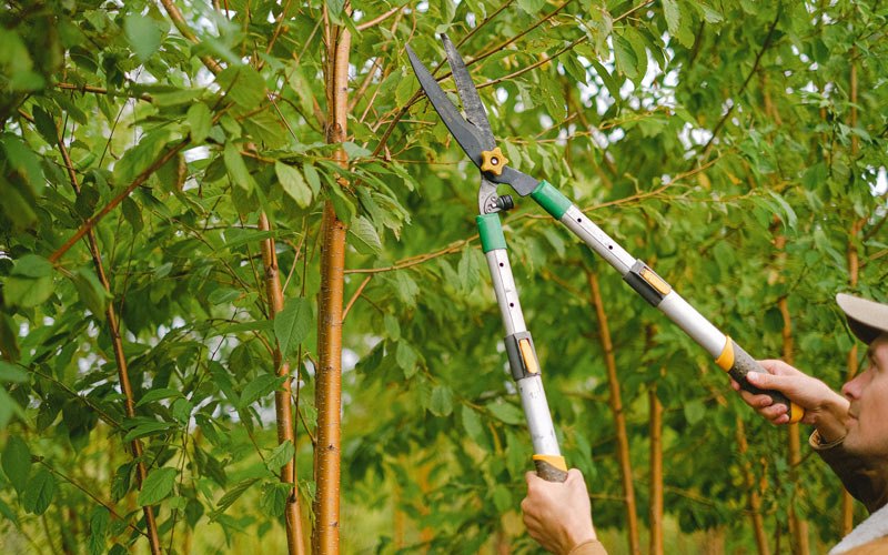 Tree trimming in Marysville, CA